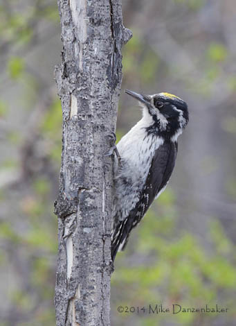 Eurasian Three-toed Woodpecker (Picoides tridactylus) photo image