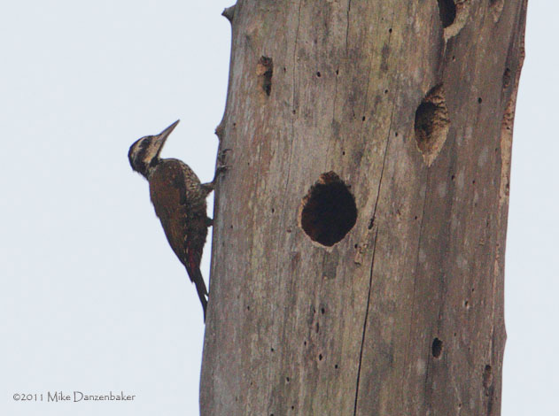 Fire-bellied Woodpecker (Dendropicos pyrrhogaster) photo image