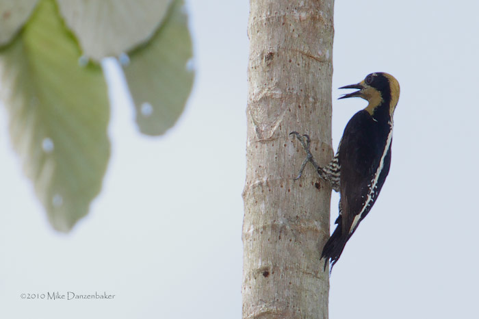 Golden-naped Woodpecker (Melanerpes chrysauchen) photo image