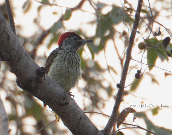 Golden-tailed Woodpecker (Campethera abingoni) photo image
