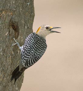 Golden-fronted Woodpecker (Melanerpes aurifrons) photo image