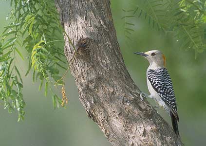 Golden-fronted Woodpecker (Melanerpes aurifrons) photo image