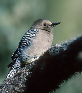 Gila Woodpecker (Melanerpes uropygialis) photo image