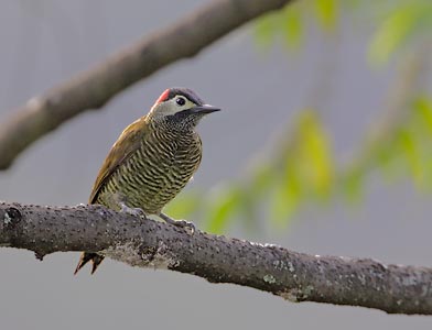 Golden-olive Woodpecker (Colaptes rubiginosus) photo image