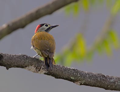 Golden-olive Woodpecker (Colaptes rubiginosus) photo image