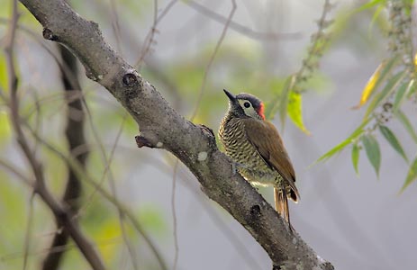 Golden-olive Woodpecker (Colaptes rubiginosus) photo image