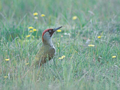 European Green Woodpecker (Picus viridis) photo image
