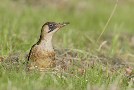 European Green Woodpecker (Picus viridis) photo image