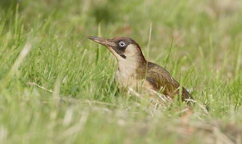 European Green Woodpecker (Picus viridis) photo image