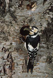 Great Spotted Woodpecker (Dendrocopos major) photo image
