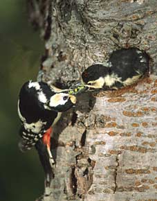 Great Spotted Woodpecker (Dendrocopos major) photo image