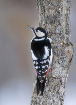 Great Spotted Woodpecker (Dendrocopos major) photo image