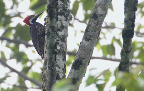 Guayaquil Woodpecker (Campephilus gayaquilensis) photo image