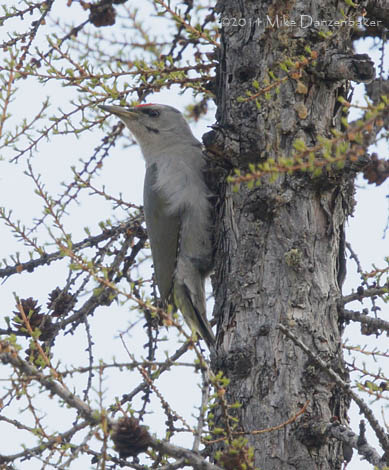 Grey-headed Woodpecker (Picus canus) photo image