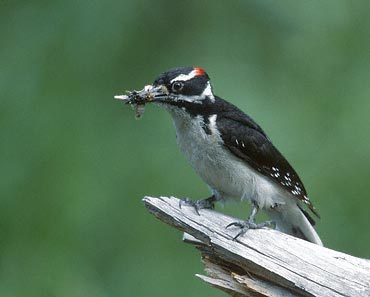 Hairy Woodpecker (Picoides villosus) photo image