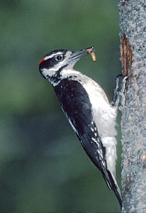 Hairy Woodpecker (Picoides villosus) photo image