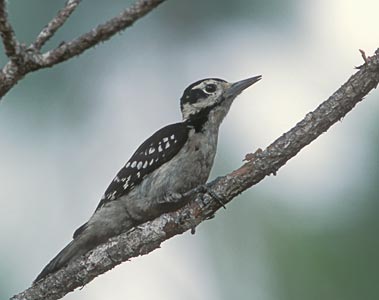 Hairy Woodpecker (Picoides villosus) photo image