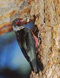 Lewis's Woodpecker (Melanerpes lewis) photo image
