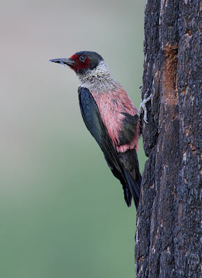 Lewis's Woodpecker (Melanerpes lewis) photo image