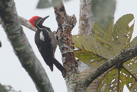 Lineated Woodpecker (Dryocopus lineatus) photo image