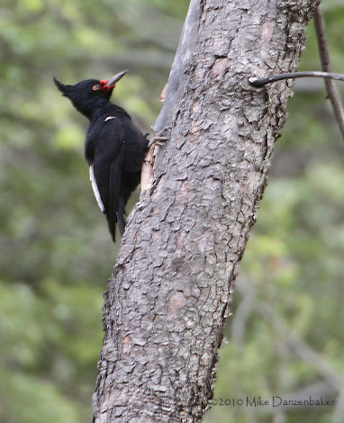 Magellanic Woodpecker (Campephilus magellanicus) photo