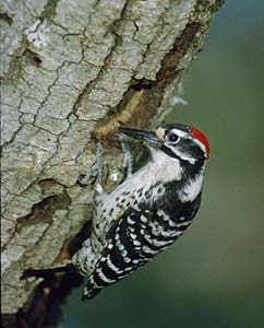 Nuttall's Woodpecker (Picoides nuttallii) photo image