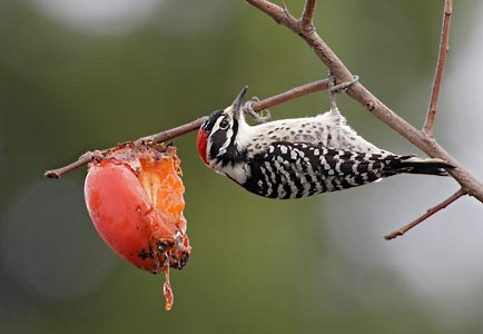 Nuttall's Woodpecker (Picoides nuttallii) photo image