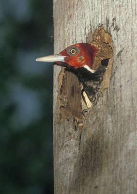 Pale-billed Woodpecker (Campephilus guatemalensis) photo