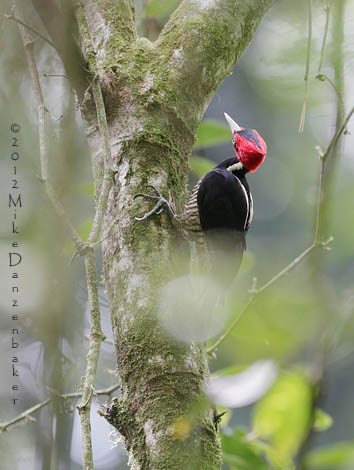 Pale-billed Woodpecker (Campephilus guatemalensis) photo
