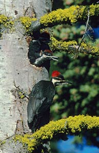 Pileated Woodpecker (Dryocopus pileatus) photo image