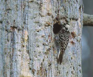 Red-cockaded Woodpecker (Picoides borealis) photo image