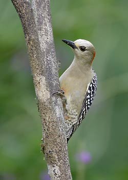 Red-crowned Woodpecker (Melanerpes rubricapillus) photo image