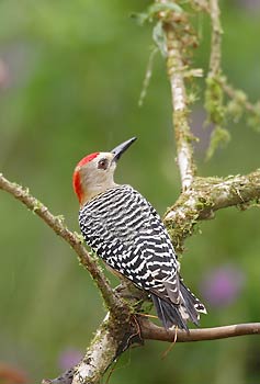 Red-crowned Woodpecker (Melanerpes rubricapillus) photo image