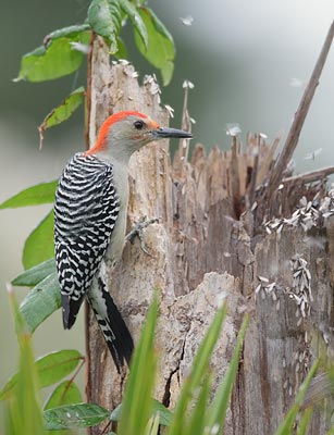 Red-bellied Woodpecker (Melanerpes carolinus) photo image