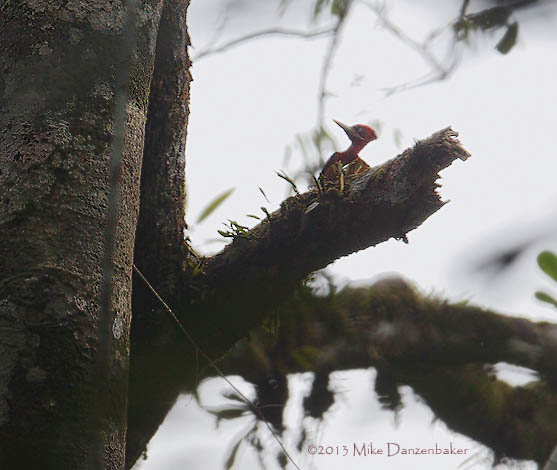 Red-necked Woodpecker (Campephilus rubricollis) photo image