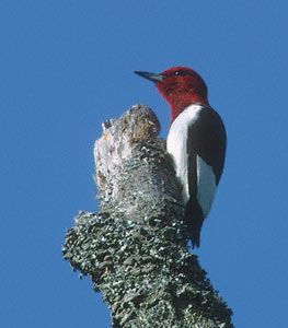 Red-headed Woodpecker (Melanerpes erythrocephalus) photo image