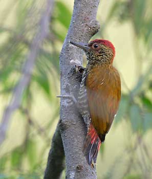 Red-rumped Woodpecker (Veniliornis kirkii) photo image