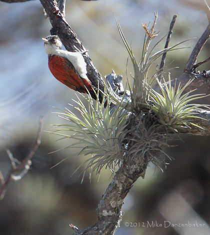 Scarlet-backed Woodpecker (Veniliornis callonotus) photo image