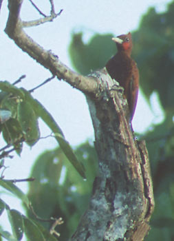 Scaly-breasted Woodpecker (Celeus grammicus) photo image