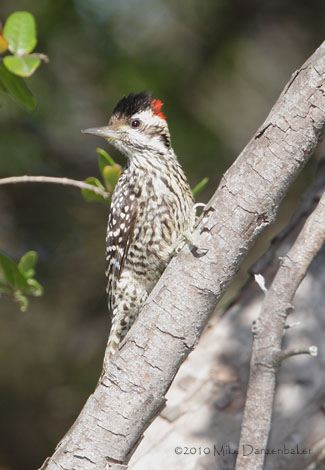 Striped Woodpecker (Veniliornis lignarius) photo