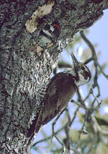Strickland's Woodpecker (Picoides stricklandi) photo image