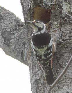 White-backed Woodpecker (Dendrocopos leucotos) photo image