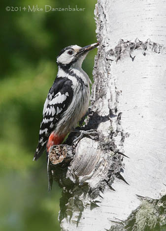 White-backed Woodpecker (Dendrocopos leucotos) photo image