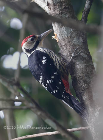 White-backed Woodpecker (Dendrocopos leucotos) photo image