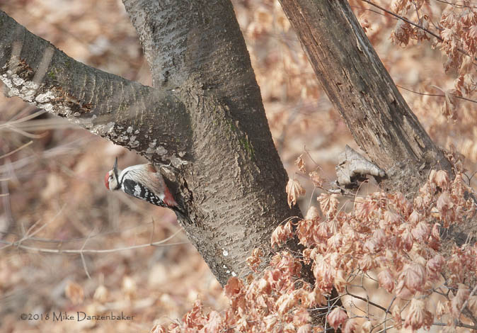 White-backed Woodpecker (Dendrocopos leucotos) photo image
