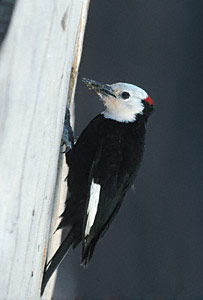 White-headed Woodpecker (Picoides albolarvatus) photo image