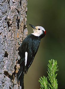 White-headed Woodpecker (Picoides albolarvatus) photo image