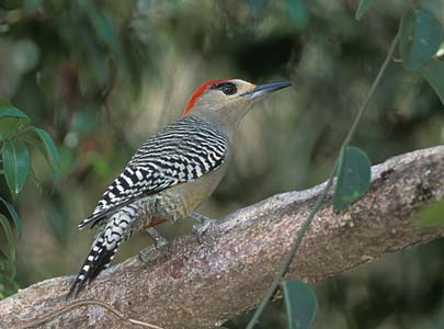 West Indian Woodpecker (Melanerpes superciliaris) photo image