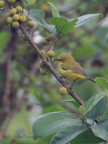 African Yellow White-eye (Zosterops senegalensis) photo image