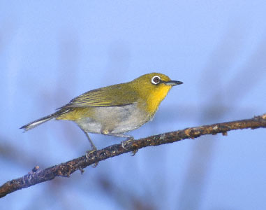 Japanese White-eye (Zosterops japonicus) photo image